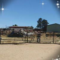 Gang Stable And Training logo