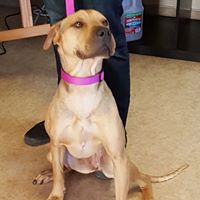 Verde Veterinary Hospital logo