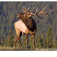 Rusty's Meat Shop logo