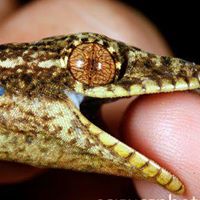 Lizardhead Cyclery logo