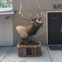 Precision Wildlife Taxidermy LLC logo