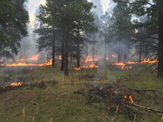 San Juan Headwaters Forest Health Partnership logo