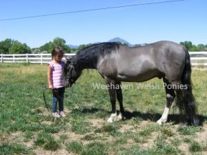 Weehaven Welsh Ponies logo