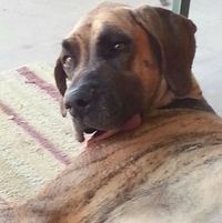 Great Spirit Animal Sanctuary Inc logo