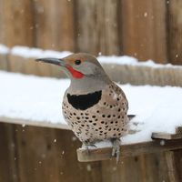 Rocky Mountain Bird & Pest Solutions logo