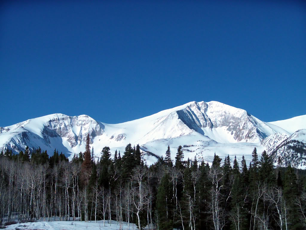 Dr David J Borchers Md logo