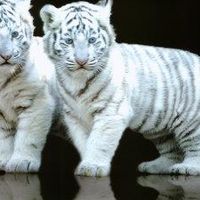 Triumphant Learning Center logo