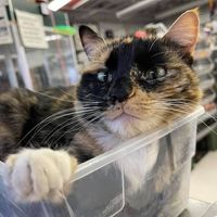 Firing Pin Gun & Pawn logo