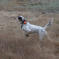 Upland Dogs logo