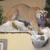 All That's Wild Taxidermy logo