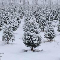 Gasseling Ranches Christmas Tree Farm logo