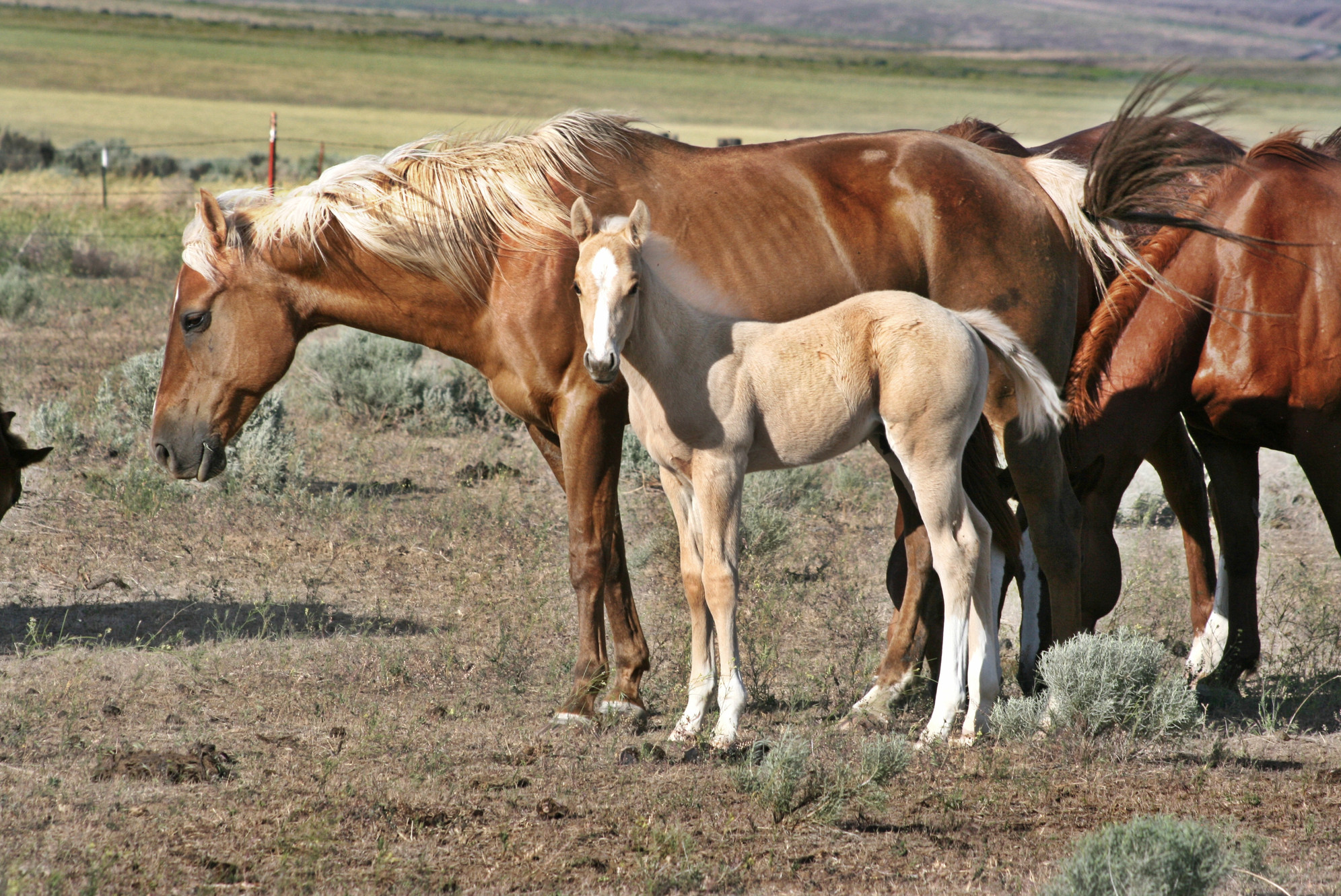 Flying R Ranch logo