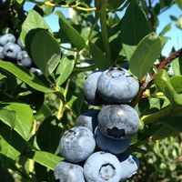 Blueberry Hill Berries logo