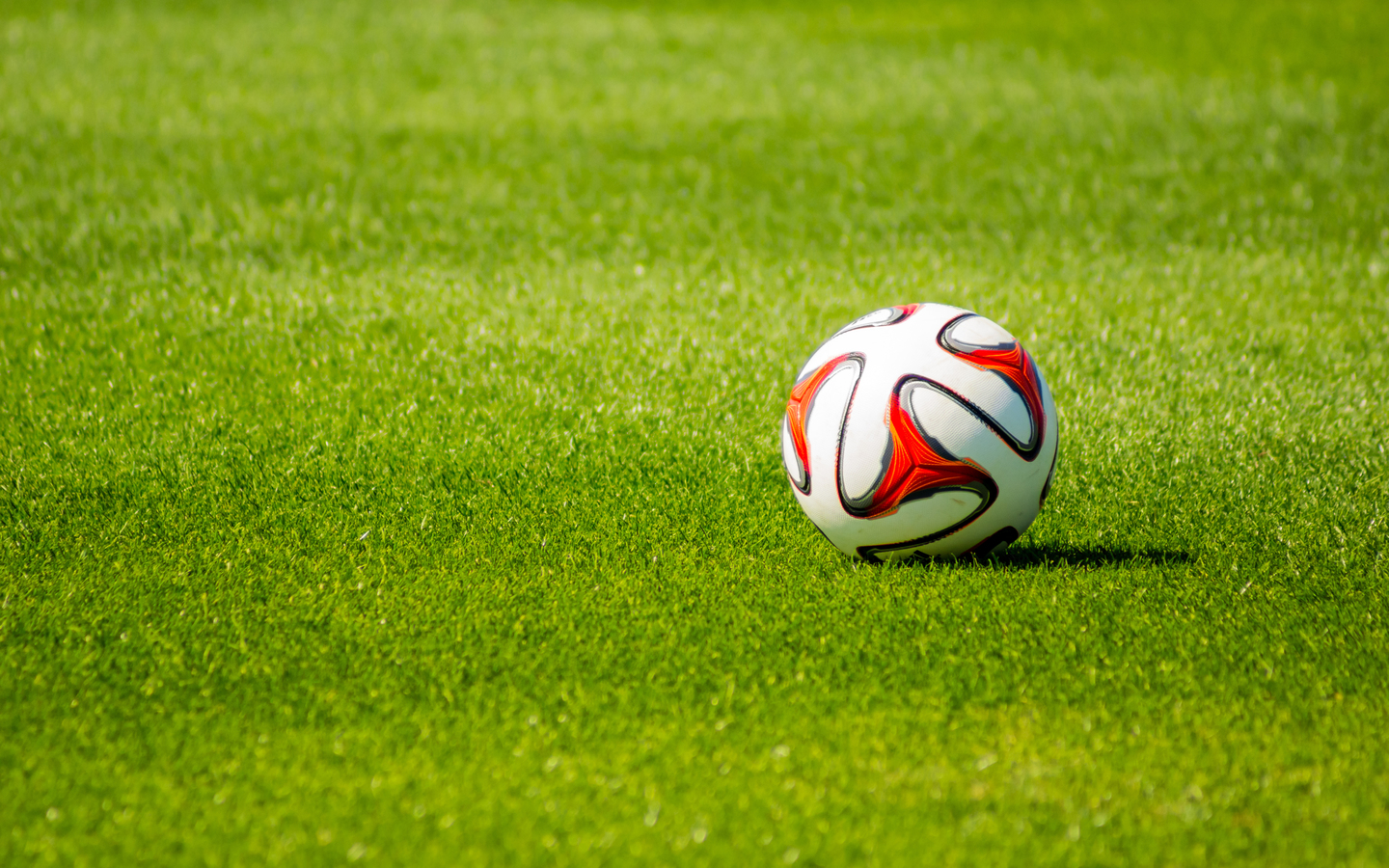 El Tacolor logo