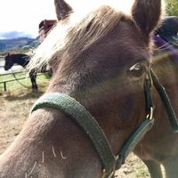 Flying Hat Ranch Pony Rides logo