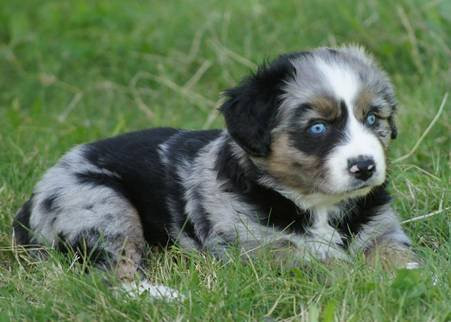 Taneum Creek Australian Shepherds logo