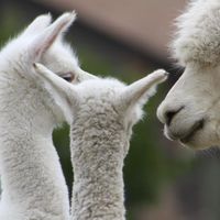 Shadow Ridge Alpacas logo