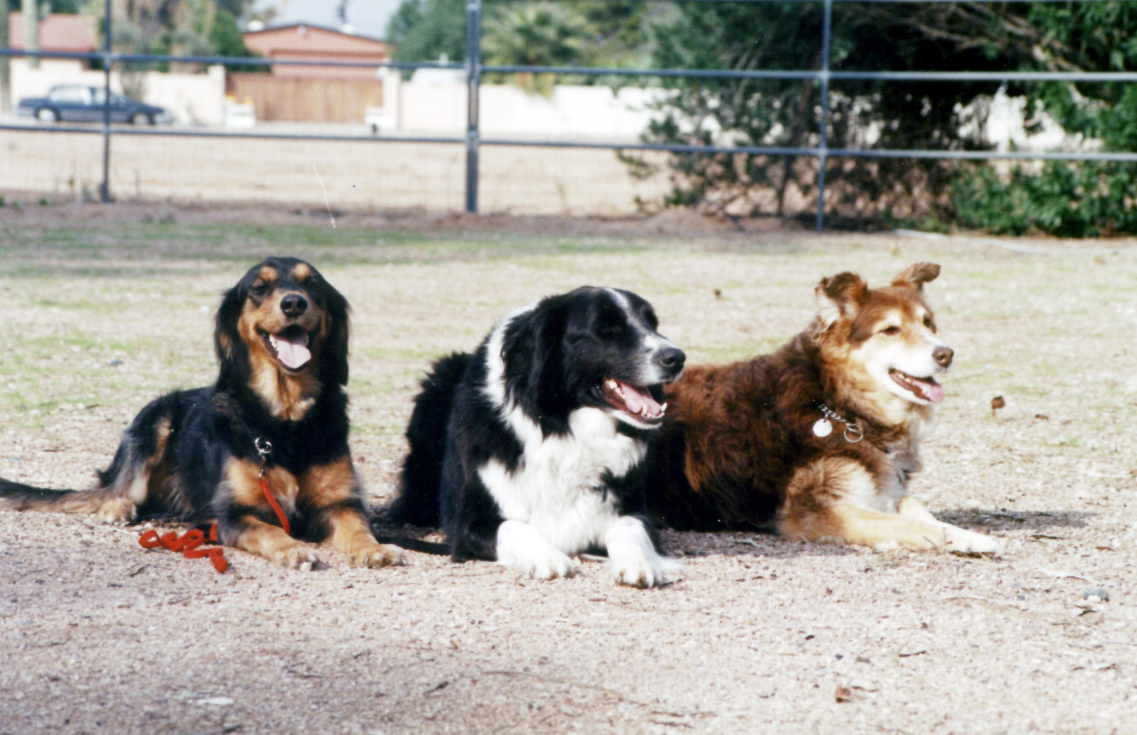 Payson Dog Training logo