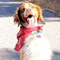 Dexter Dog Ouray logo