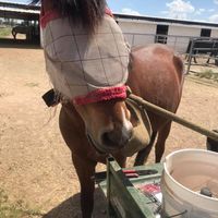 Yavapai Humane Society Equine logo