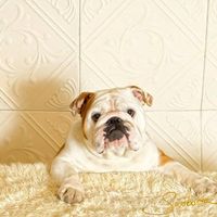 Inn The Doghouse Grooming logo