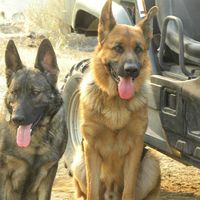 Canyon View German Shepherds logo