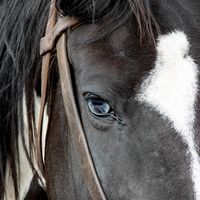 Sprucedale Equestrian Center logo