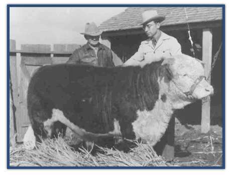 J Cross Miniature Herefords logo