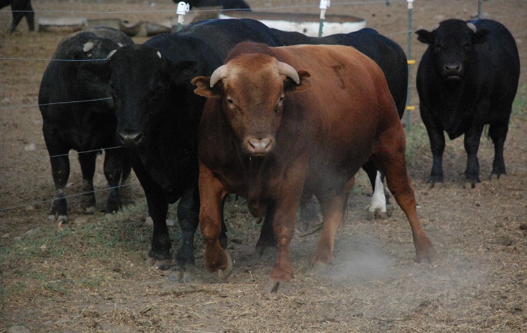Beefalo Meats logo