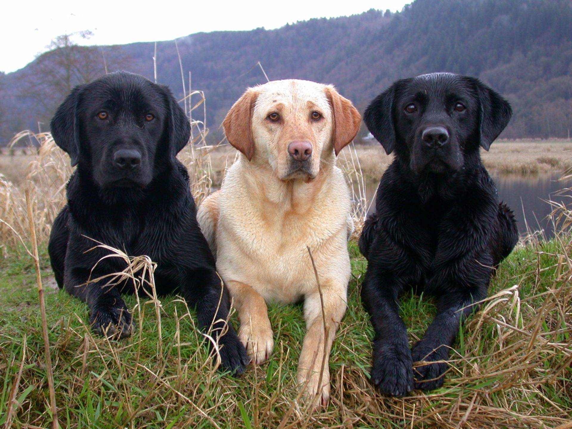 Long Hollow Retrievers logo