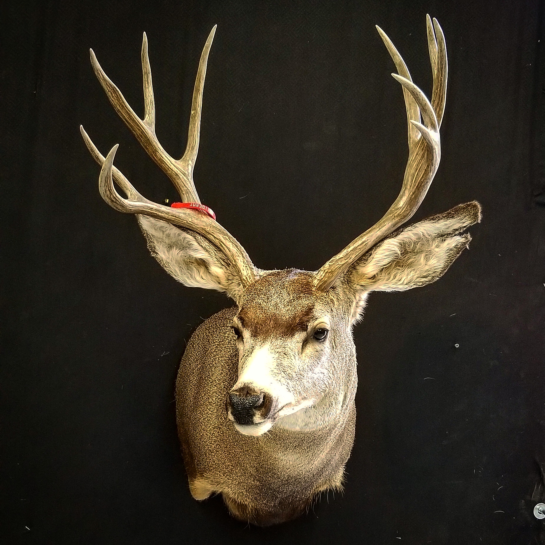 Counce Outdoors Taxidermy logo