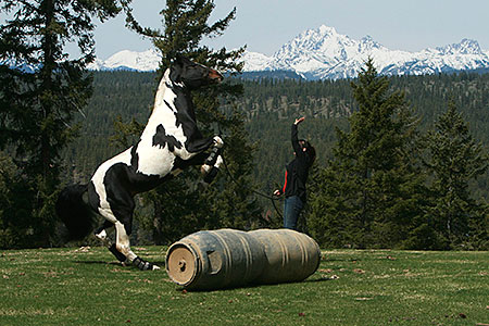 Horse2human Inc logo