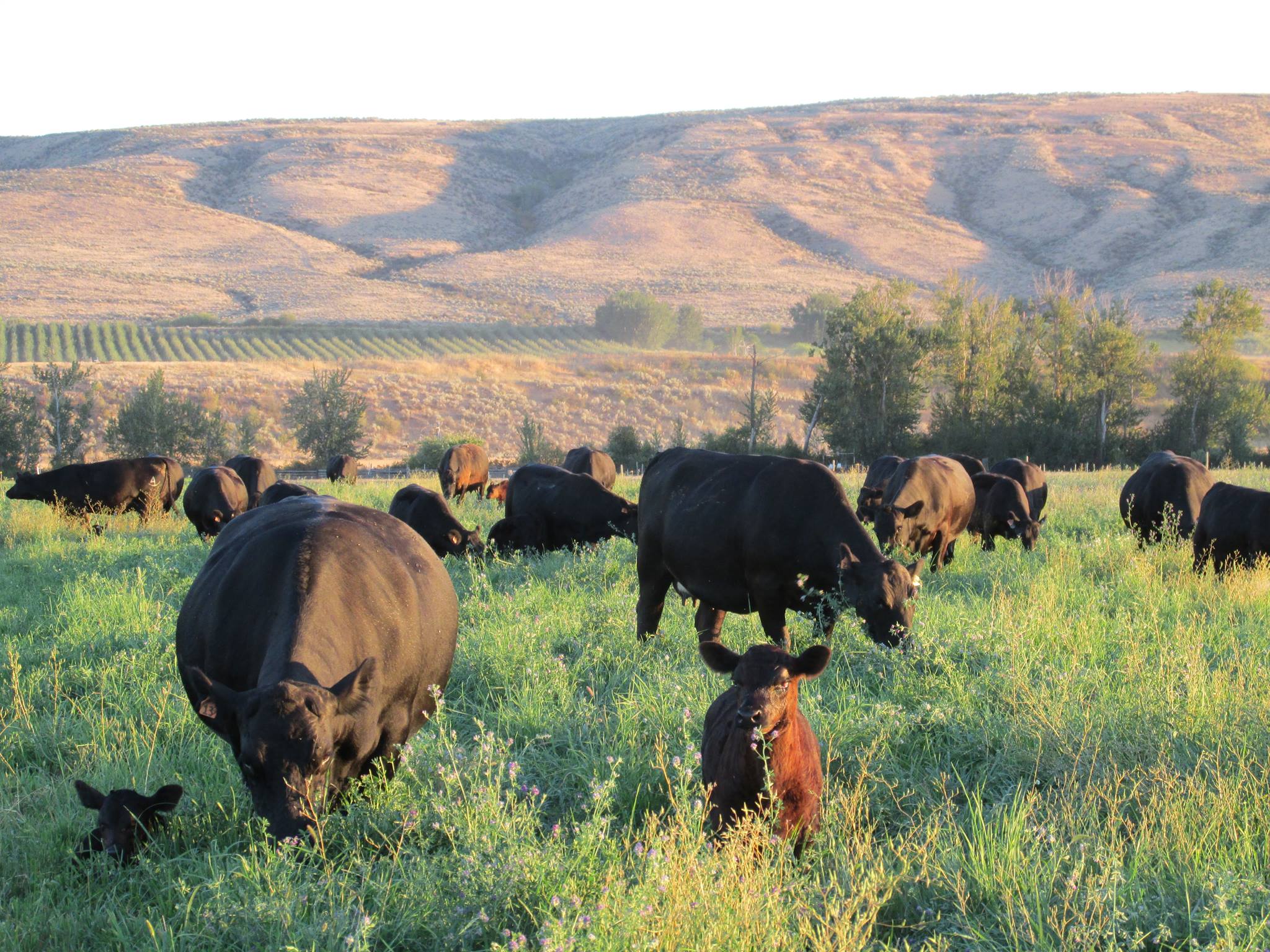 Yakima Grass-Fed Angus logo