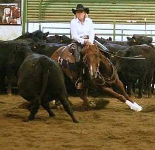 Sun Valley Equine Hospital Llc logo