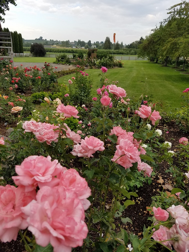 Rockcandy Rose Gardens logo