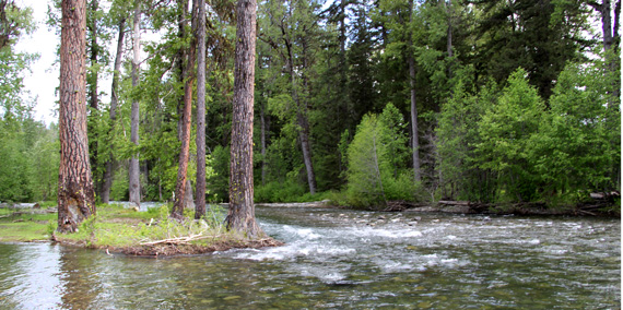 Teanaway Community Forest logo
