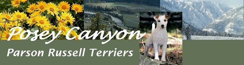 Posey Canyon Parson Russell Terriers logo