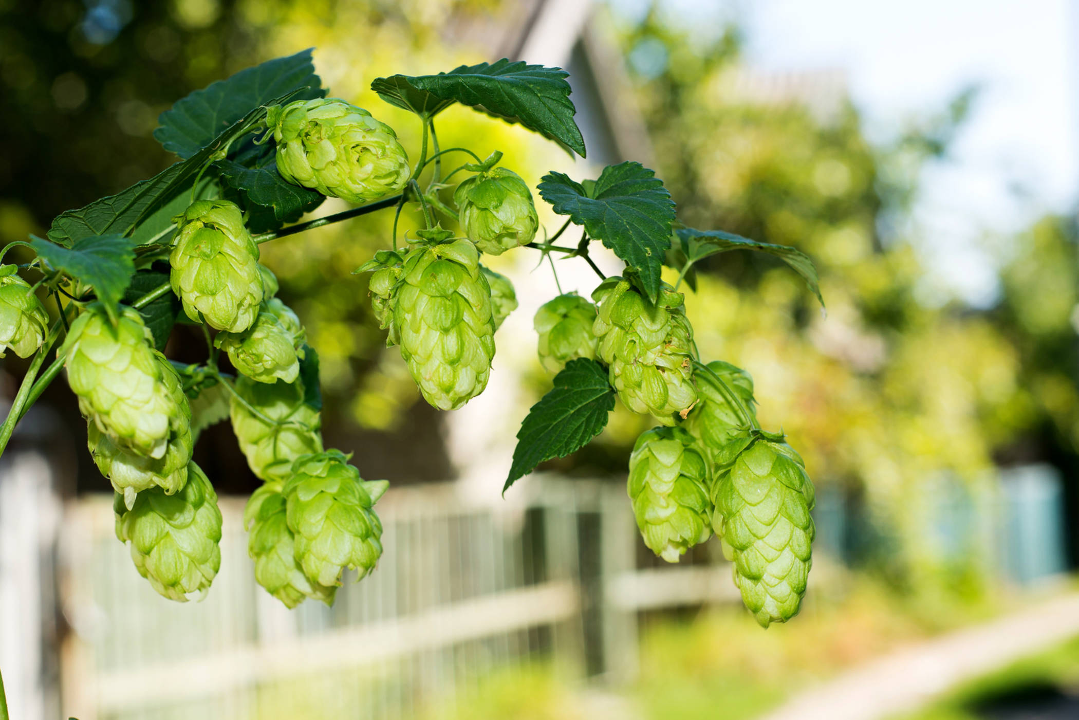 Hop Growers of Washington logo