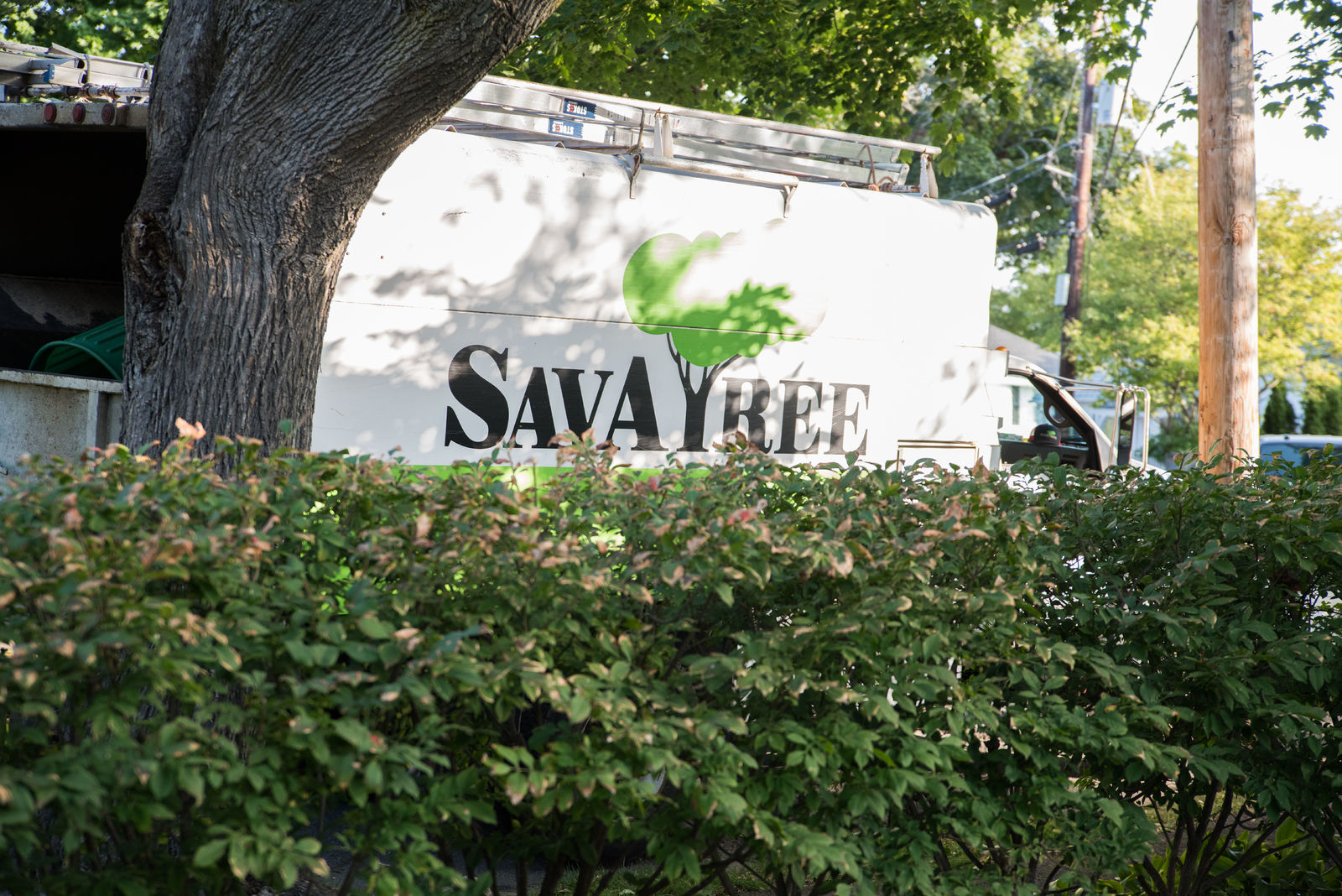 Aspen SavATree logo