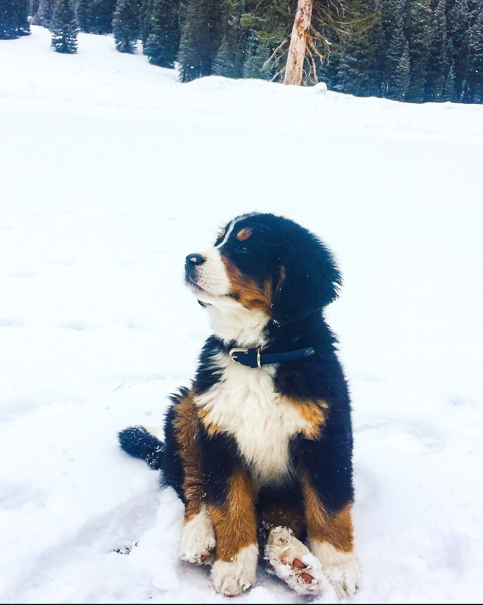 Colorow Kennels logo