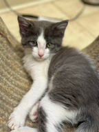 Cache Valley Pet Hotel & Day Camp logo