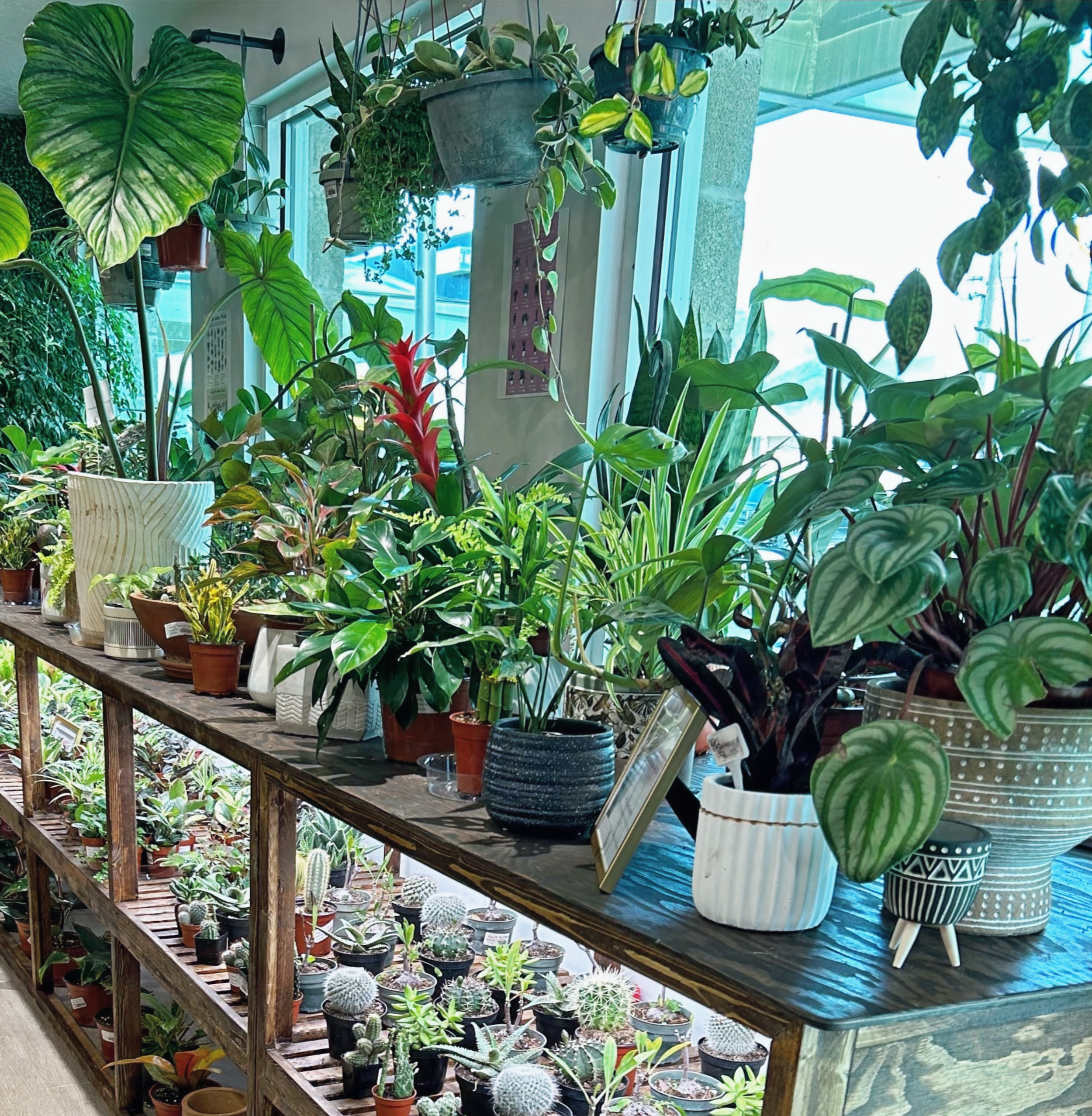 Beth's Roots & Shoots logo