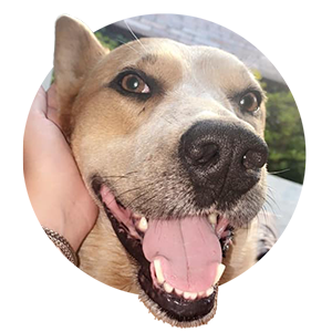 Jackson County Humane Society logo