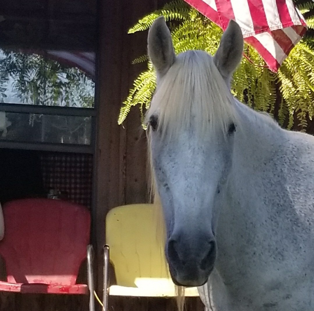 Bear Creek Trail Rides logo