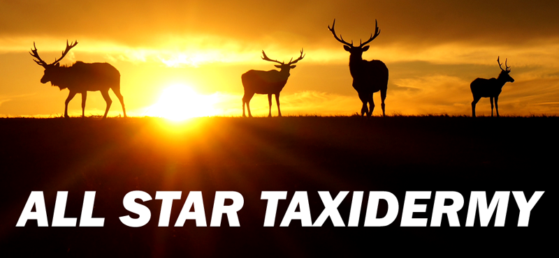 All Star Taxidermy logo