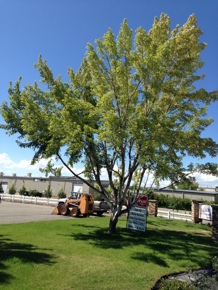 Sunrise Gardening logo