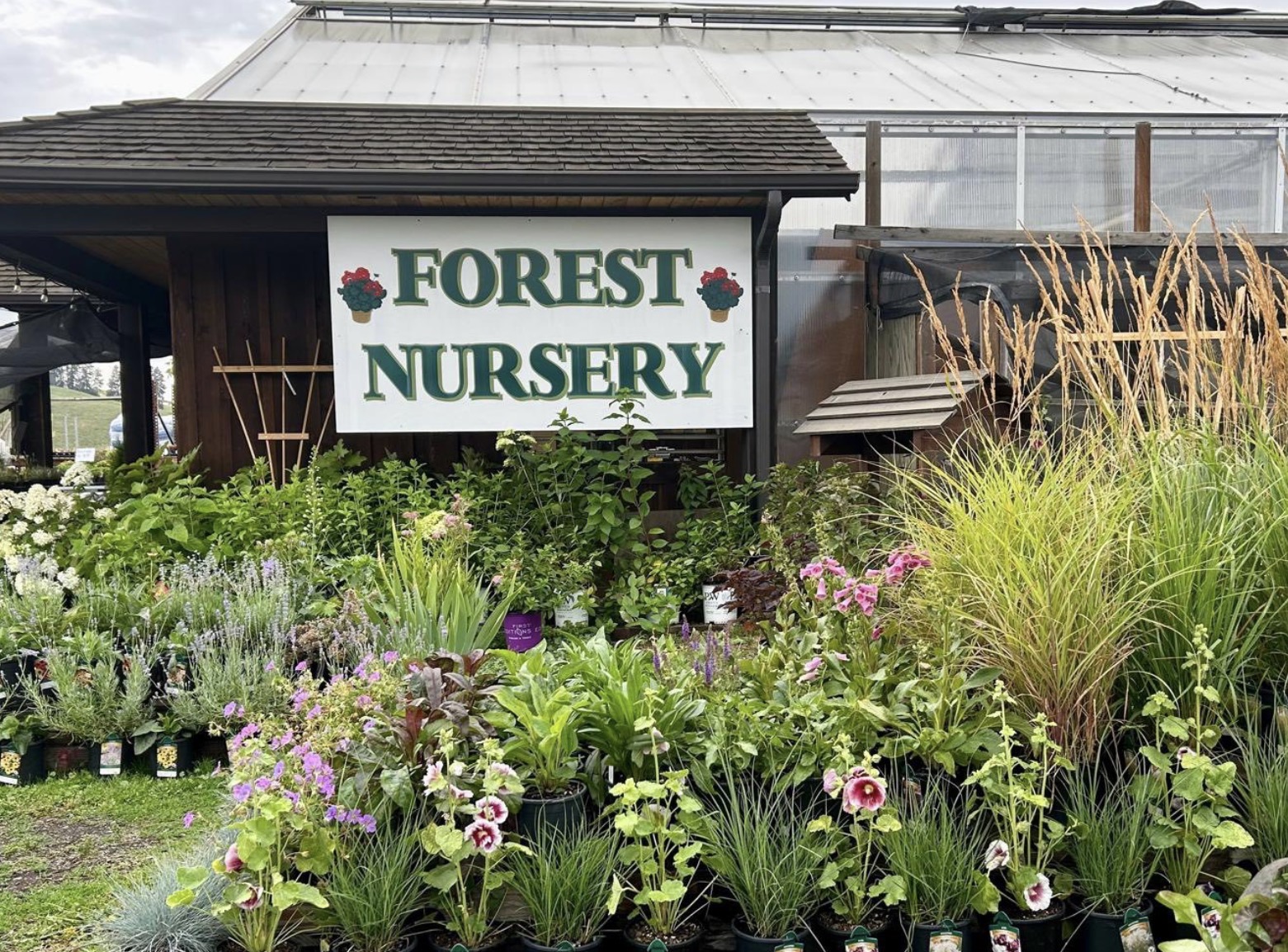 Forest Nursery logo
