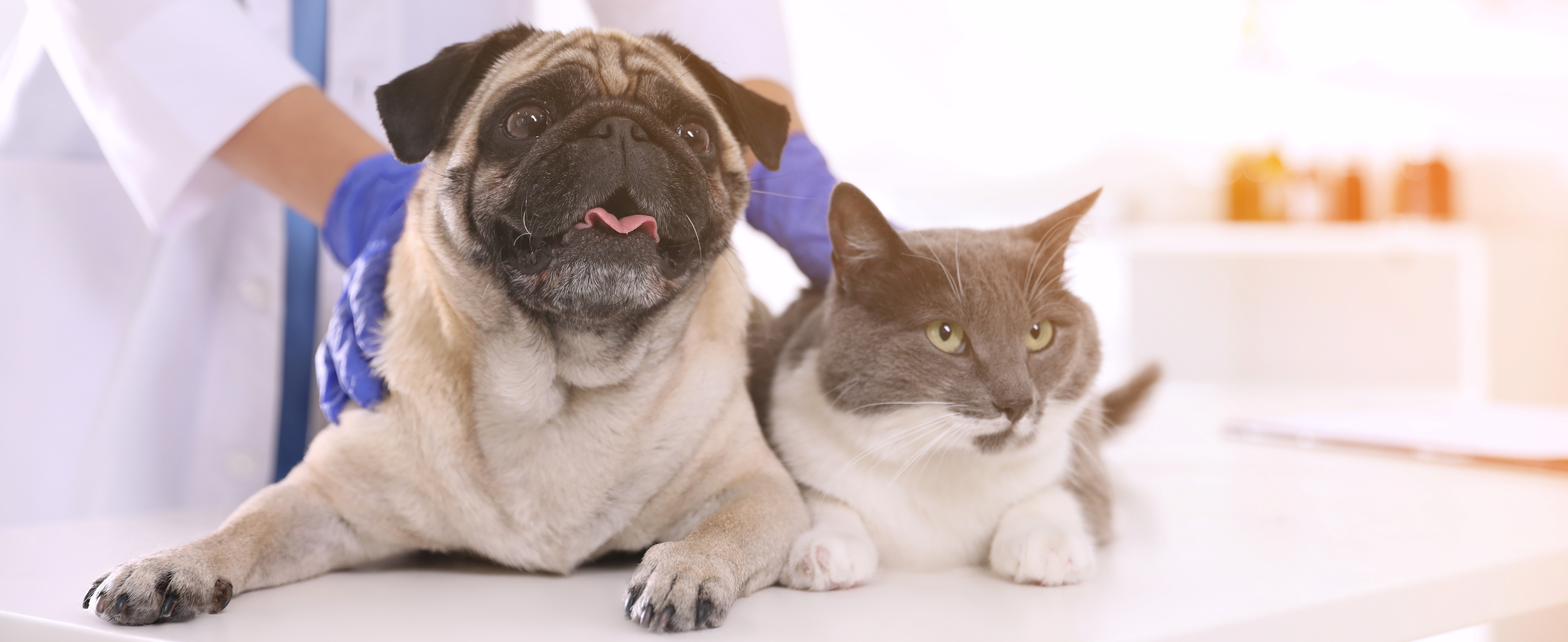 Pet Emergency Service Of Yakima logo